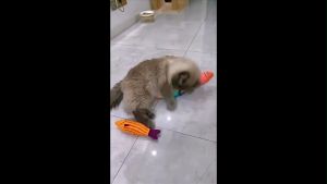 Đồ chơi cá bông nhiều màu nhồi catnip cho mèo – Đen Ta pet shop