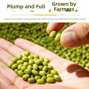 WENXIANGZAN | Fresh Big Seed Size Green Beans for Soup and Sprouting