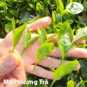Trà Tân Cương Thái Nguyên Loại Hút Chân Không 200g Gói Vàng Chữ Đỏ Trà Xanh Mộc Hương Trà Loại Thư Pháp Tân Cương Thái Nguyên 200g