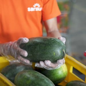 SukiGrocer Pechay Native 230-250g: Crisp & Nutritious Organic Leafy Greens