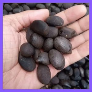 Biji Aren Genjah Kutim Asli Varietas Super Unggul Siap Semai (1kg)
