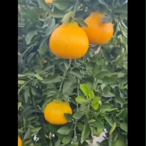 Bibit Tanaman Jeruk Dekopon BELI 1 GRATIS 1 Bibit Jambu Kristal Sedling