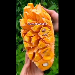 Bibit Nangka Merah Super Okulasi Cepat Berbuah