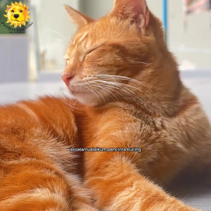 🐱Siap Tumbuh Sedia Dimakan🐱 Rumput Kucing Organic Cat Grass Makanan Kucing Supplement Cat Food Treats Wheat Grass 猫草 小麦草