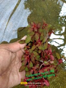 tanaman air aquascape ludwegia super red mini per lempeng