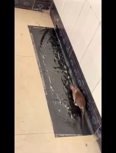 Sticky Mouse Trap Mouse Glue Traps Sticky Rat Trap That Work for Trapping Snakes Rats Spiders Roaches Rodents JC Elise