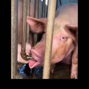 1/2/5 Sets Automatic Pig drinker set Piglet nipple water drinker 1/2 Inch Threaded Stainless steel Piggery drinking water equipment