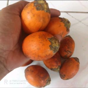 1KG BUAH PINANG TUA BUAH JAMBE FRESH SEGARBUAH JAMBEBUAH PINANG MUDA