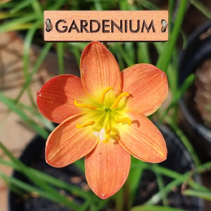 Umbi Bunga Rain Lily Java - Rainlily Zephyranthes Hybrid