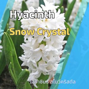 คุณสมบัติของหัวไฮยาซิน Snow Crystal ดอกสีขาว 250 วันการทำ และหัวลิลลี่ ทิวลิป ว่านสี่ทิศ ต้นไม้ฟอกอากาศ พร้อมส่งมาทุกทิ้ง