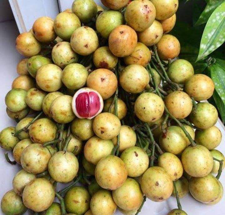 Buah%20menteng%20500%20gram%20buah%20kapundung%20buah%20langsat%20buah%20duku%20condet%20buah%20musiman%20buah%20langka%20-%20Image%205