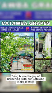 CATAWBA  PLANTS B1T1 RED GRAPES MATAMIS ANG BUNGA AT BAGAY NA BAGAY SA MGA BAKURAN NIYO