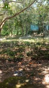 Béc tưới cánh đập chuồn chuồn 2 tia BB-389 phun mưa 360 độ kiểu Taiwan màu vàng (Model: BB-389)