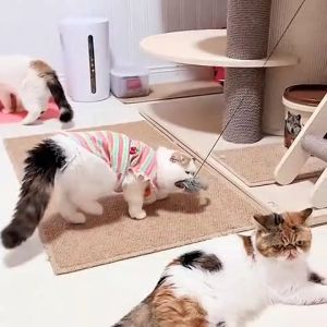 Dây chun đàn hồi đồ chơi gắn tường treo cửa cho mèo tự chơi – Đen Ta pet shop