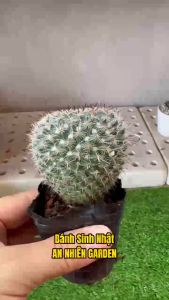 XƯƠNG RỒNG BÁNH SINH NHẬT- SIZE 5-7cm- xuất xứ Đà Lạt khoẻ đẹpLỖI 1 ĐỔI 1