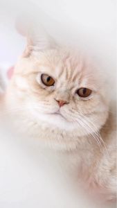 LUMIPET Obat Flu Kucing dan Anjing Efektif Mengatasi Pilek Batuk dan Gejala Infeksi Saluran Pernafasan