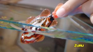 Robo Fish Series 3 Robotic Swimming Fish by ZURU