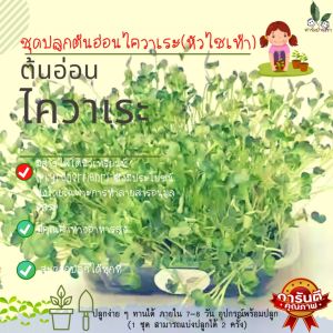 ตัวเลือกคำประกอบที่มีความสมดุลในหัวการเข้าใจในชุดปลูกต้นอ่อน เช่น ปลูกผักทานได้ หรือปลูกผักทานไม่ได้ หรือชุดปลูกต้นอ่อนท