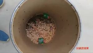 Chicken Brand Fly Killer Whole Fly Medicine Farm Household Fly Nemesis Fly Killer Fly Bait Insecticide Wholesale