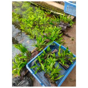 kadaka/Java fern media kayu rentek