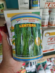 Benih Kacang Panjang LENTERA 500 gram Royal Seed