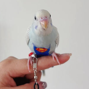 Parrot Shit Pocket Flying Rope Logo Clothes Tiger Skin Peony Xuanfeng Small Diaper Pants Baby Diapers Colostomy Bag Flight Suit