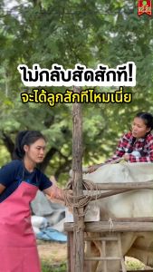 สัตว์กินหญ้ากินฟางได้มากขึ้น ขนสวยสดใส ลดต้นทุน เพิ่มน้ำหนัก ฟาสท์พลัสไคโตซานฝาสีทอง4ขวด ผลิตภัณฑ์อาหารสัตว์ใช้ได้กับสัตว์ทุกชนิด