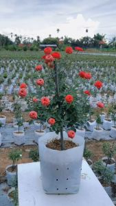 Treeno 9 T273 หนูแคระ เป็น กู้หนู ใน ราคาสวย มี 9 สี ถุง 8 นิ้ว สูง 50-60 ซม. ไม้ประดับ ไม้ดอก ไม้มงคล