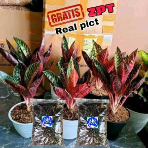 MEDIA TANAM AGLAONEMA PREMIUM SIAP PAKAI