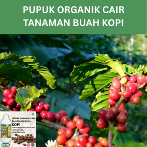 Pupuk Buah Kopi 500 ML /Pupuk Booster Kopi Cepat Berbuah Lebat/Pupuk Cair Kopi