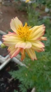 Twinsdaily | Biji Benih Bunga Cosmos Bipinnatus Mix Color
