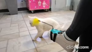 Đồ chơi cho Mèo đuổi bắt lông vũ gắn dây quàng tiện lợi- Love Pets Shop