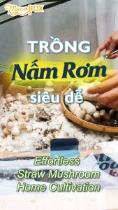 MycoBOX Nông trại Nấm Rơm Phôi Nấm Siêu To 6.8kg