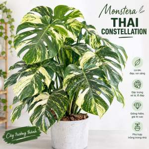 Monstera deliciosa ‘Thai Constellation’ size lá 10 đến 15cm