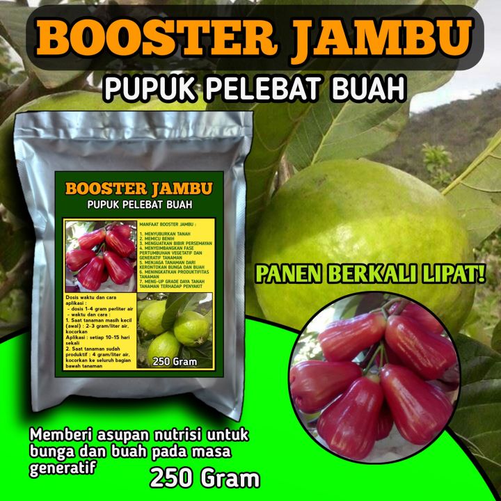 Pupuk Organik Booster Jambu Pupuk Pelebat Buah Nutrisi Perangsang Untuk ...