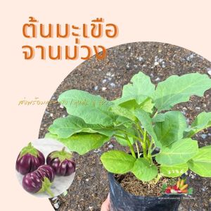 ต้นมะเขือจานม่วง ถุงชำ 6 นิ้ว ผักสวนครัว ผักสวนครัวปลูกง่าย ผักสวนครัวพร้อมปลูก ผักออร์แกนิก