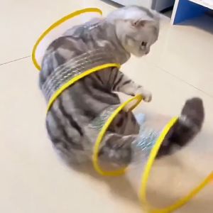 【Meoof】 Cat Toys Foldable Cat Playing Tunnel Teaser Toys 猫咪玩具可折叠隧道逗猫玩具