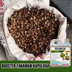 POC Booster Pupuk Kapulaga Agar Cepat Berbuah Lebat Nutrisi Pertumbuhan Anti Hama