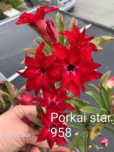 Adenium Kemboja Bonsai ID Porkai Star/富贵花