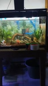 PROMO COD TERMURAH LAMPU AQUARIUM AQUASCAPE LED CELUP Under Water Aquarium / Aquascape Murah 20 Cm NIKITA STAR CUPANG GUPPY KOKI IKAN HIAS COCOK UNTUK SEGALA JENIS AQUARIUM