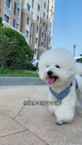 PE-516 สายจูงรัดอกสัตว์เลี้ยง สุนัข หมา แมว ระบายความร้อนได้ดี สายรัดอกสูนัข ราคาถูก พร้อมส่ง🦮