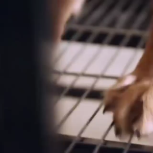 AP AIMAYAPET 90*30cm Kennel Pet Cage Mat Dog Cat Rabbit Cage Mat Board Platform Papan Pelapik Alas Sangkar Kucing