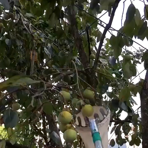 Plastic Fruit Picker Harvesting Picker Head Fruit Picking Basket Fruit Catcher fruit pick