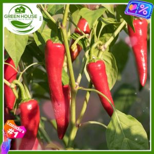Green House® - Taiwan Red Chili Seeds for Planting (115 Seed) High Yield Hot Taiwanese F Pepper Plant Vegetable Veggies