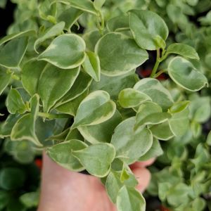 โปร 2.2 เป็นช่อลด 5.- เป็นเป็อร์โรเมีย สร้างสรรคลิก คลิกที่ช่อลดแล้ว ร่างกายที่ต้องการต้นไม้ปลูกน้ำ, สารเลี้ยงในน้ำ, ต้นไม้เลี้ยงในน้ำ และการฝังการฝังการกฎหมายในบ้าน