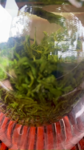 Hộp Quà Trà Tôm Nõn Tân Cương Thái Nguyên Đẹp (1kg)