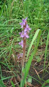 ดอกไม้ป่า พืชตระกูลผักปราบ ชุด 3 ต้น