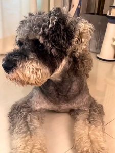 Ultimate Guide to Large Pet Bed Elevated Dog Bed Washable Breathable Antibacterial Bed