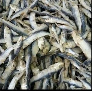 COD ikan asin murah 250gr/ikan asin rRENCEK murah
