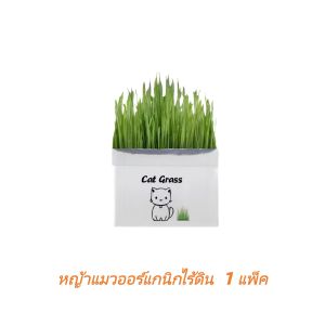 หญ้าแมวอินทรีย์ที่ไม่มีดิน หญ้าแมว ชุดปลูกข้าวสาลี ชุดหญ้าออร์แกนิคพร้อมปลูก วิตามินแมว สำหรับหมาแมวหนูกระต่ายฯลฯ